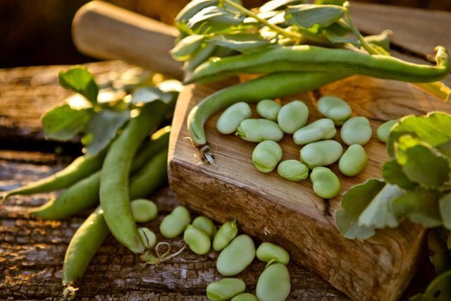 venetian beans of the dead 