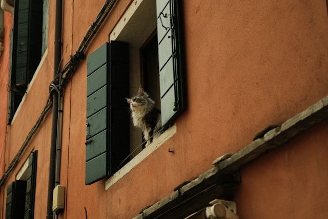 Gatto the New Disney Pixar Movie Set in Venice
