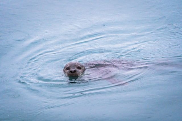 Seal in Venice
