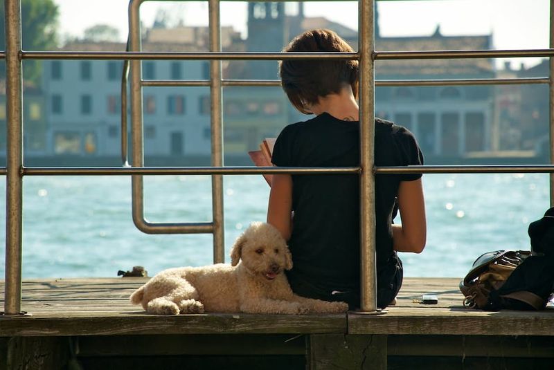Things to Do in Venice with Dogs: the Best Dog-Friendly Activities