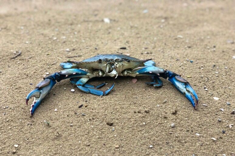 Blue Crab Venice: updates and the past