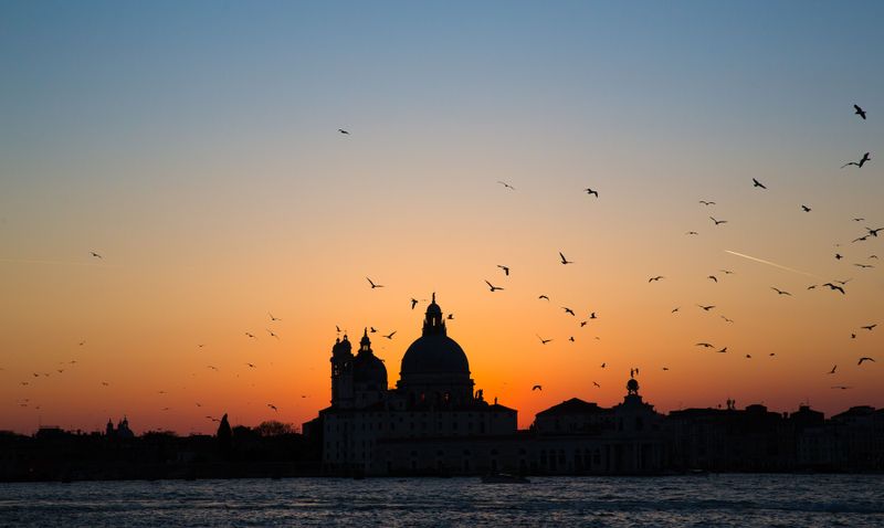 How to live with seagulls in Venice: guidelines for harmonious coexistence