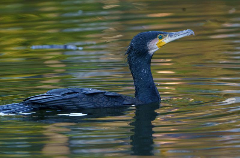 The enchanting flight of Cormorants in the Venice Lagoon