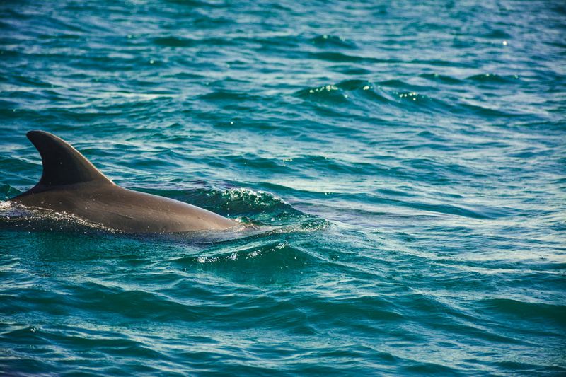 Are there Dolphins in Venice Italy? All the answers